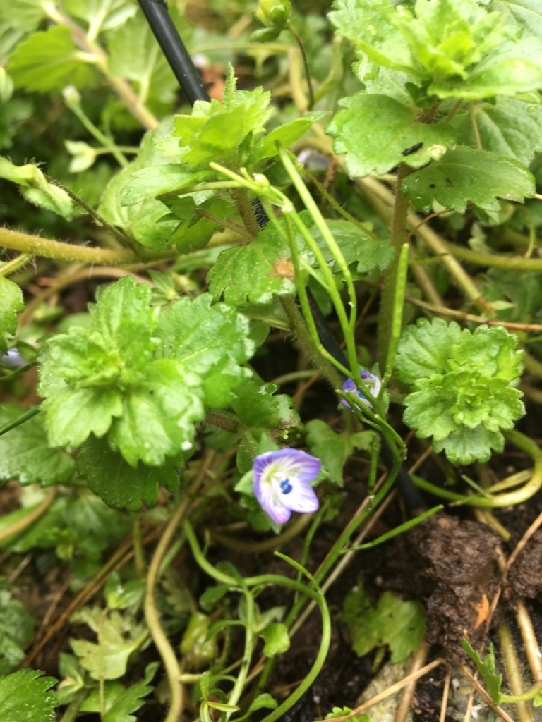 Annexe UNADJUSTEDNONRAW_thumb_cd3a.jpg