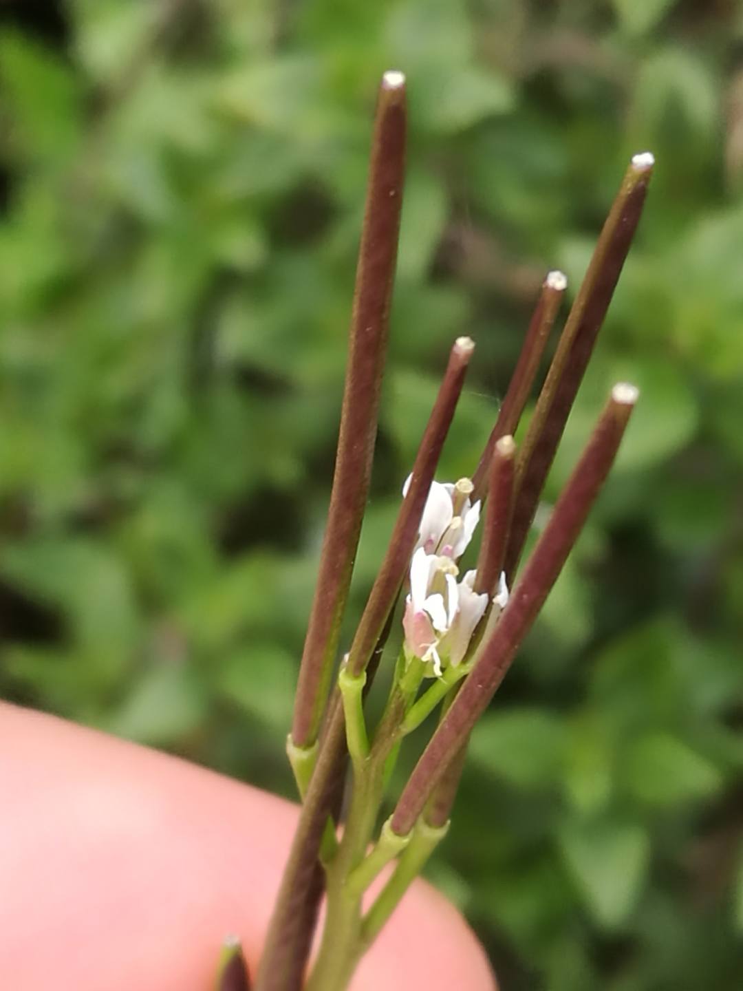 Annexe Vue de haut.jpg