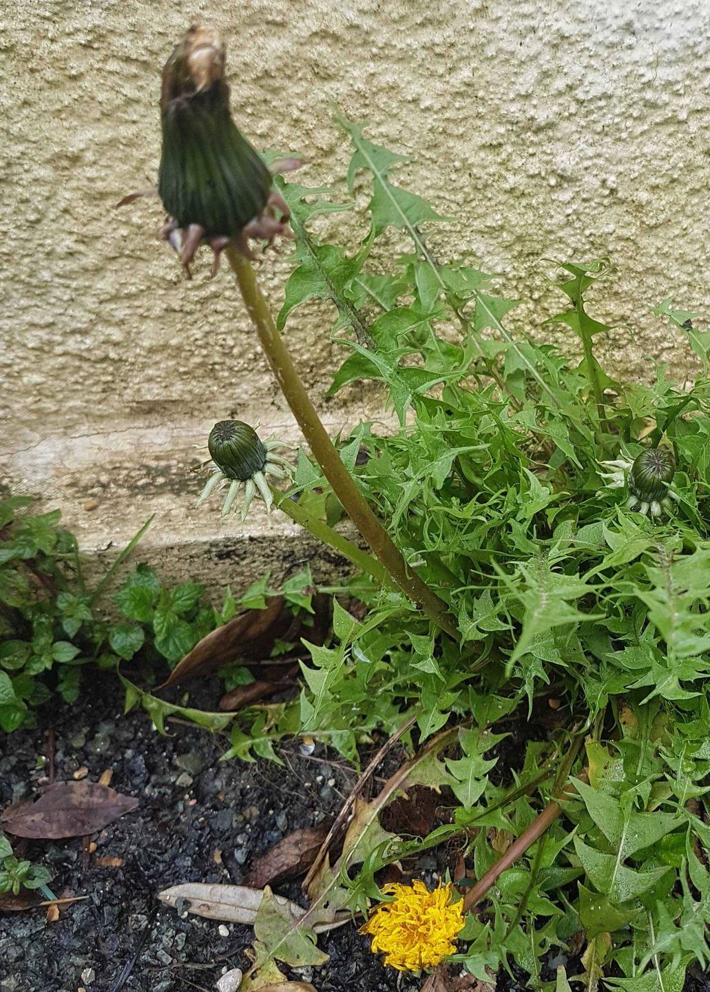 Annexe pissenlit1.jpg