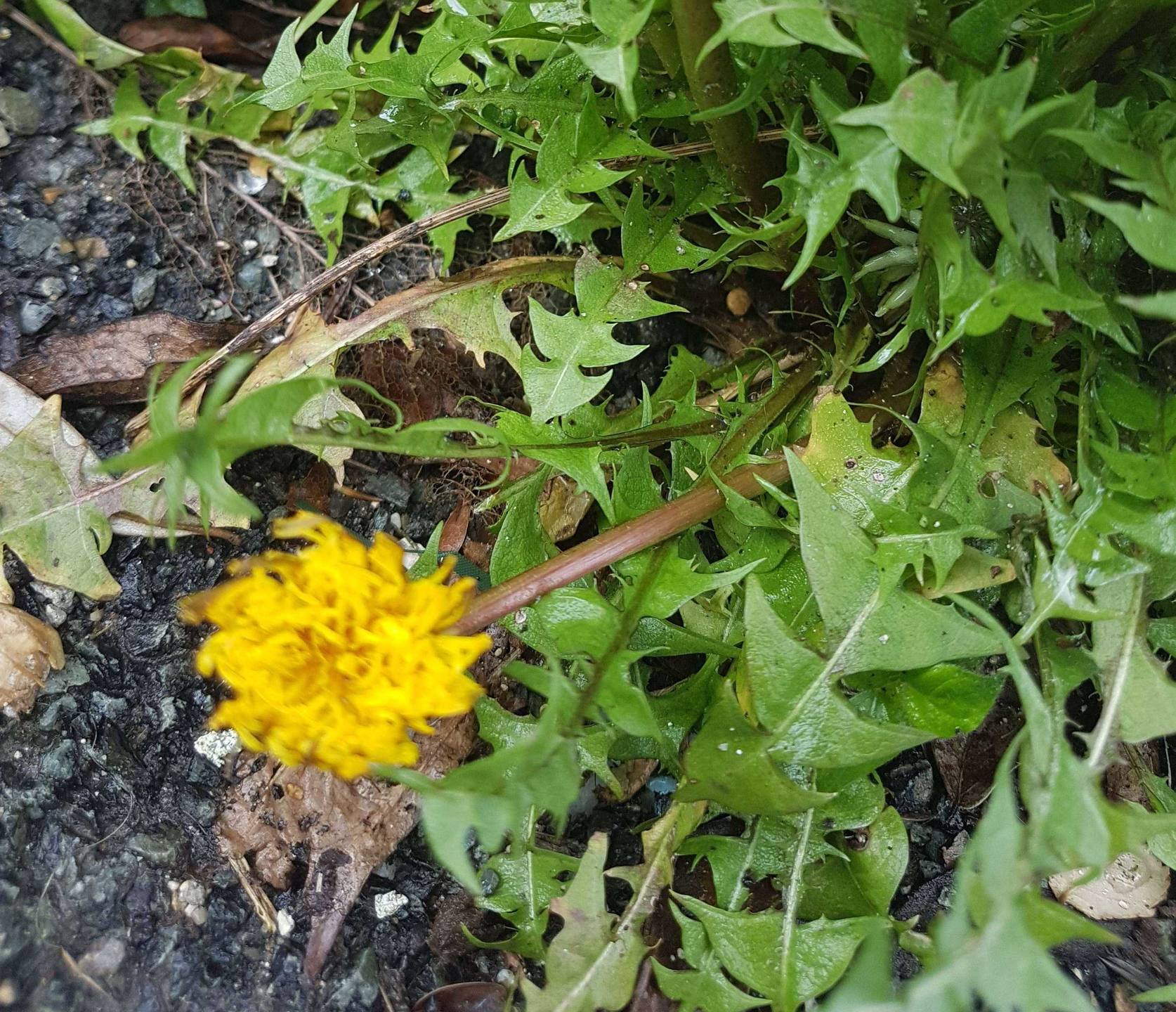 Annexe pissenlit2.jpg