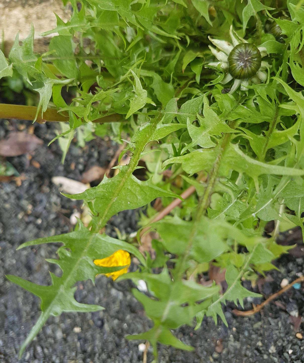 Annexe pissenlit3.jpg