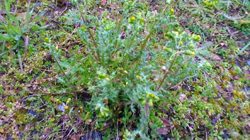 Annexe P_20180328_162335.jpg