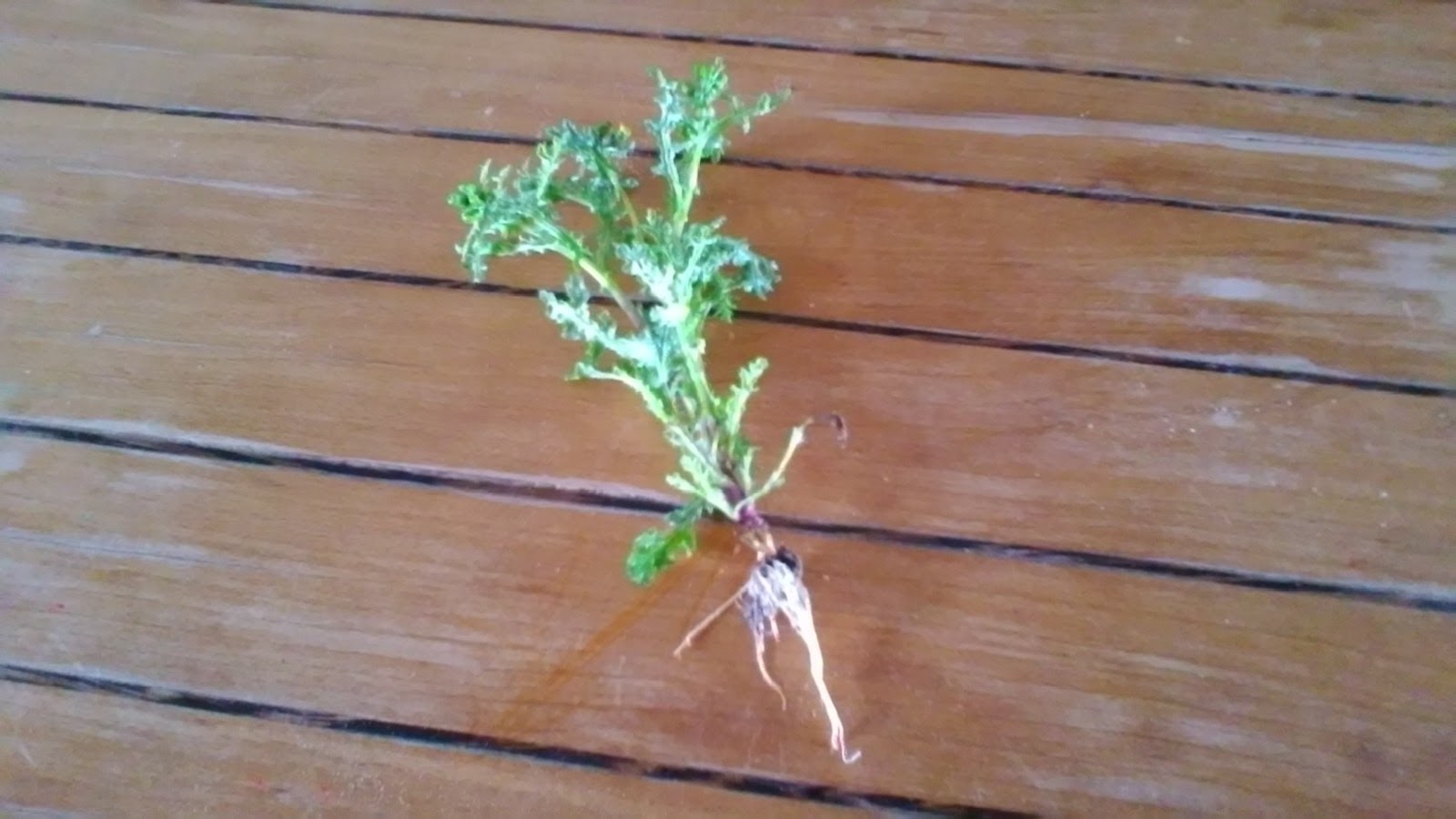 Annexe P_20180328_162644.jpg