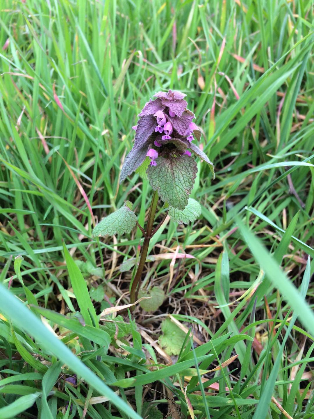 Annexe fullsizeoutput_a94.jpeg