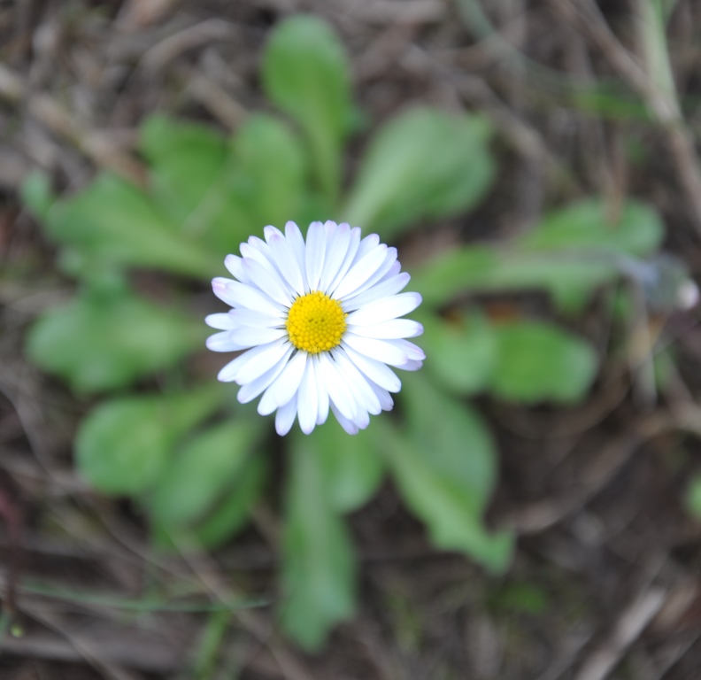 Annexe inflorescence.JPG