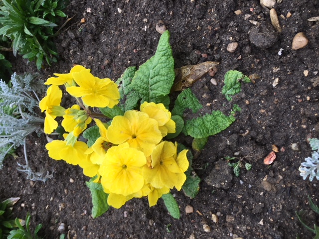 Annexe IMG_5310 (1).JPG