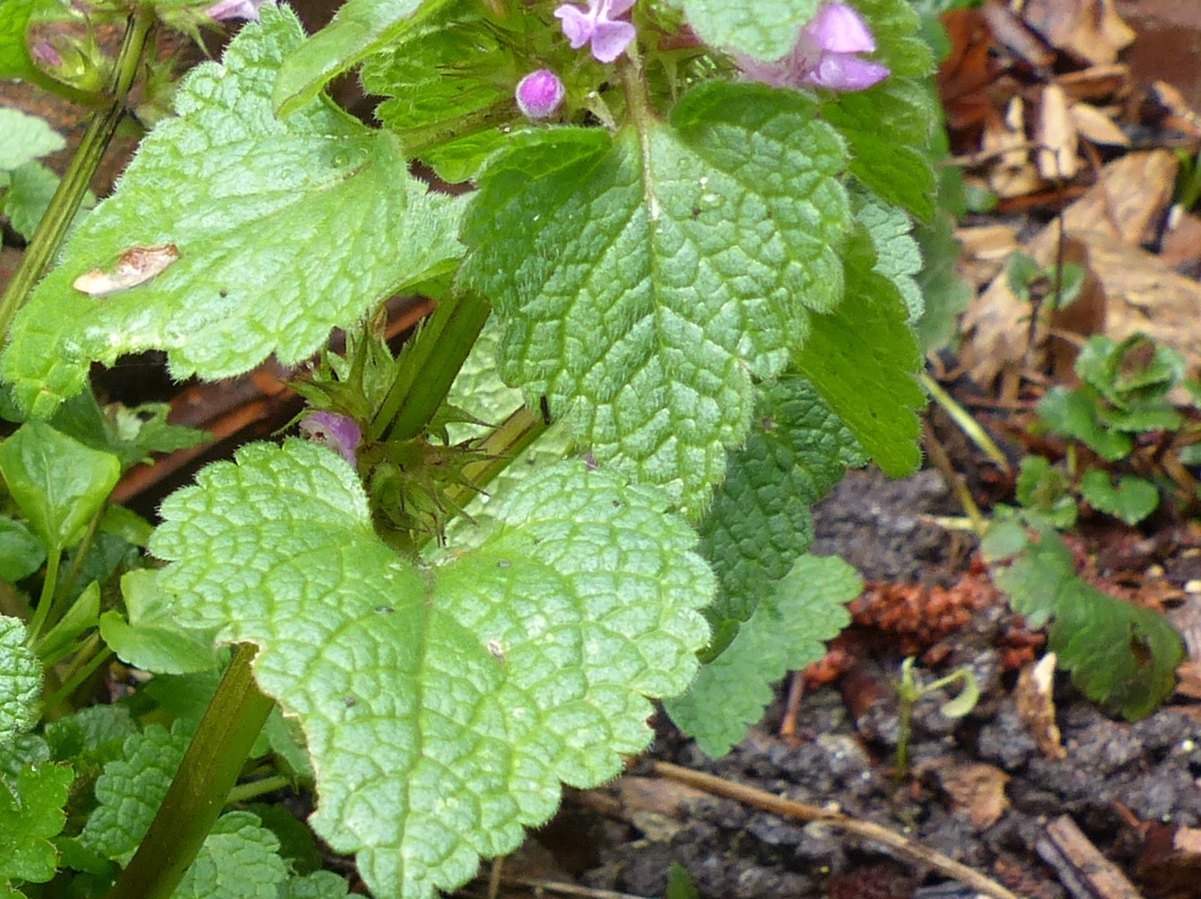 Annexe aP1400466_lamier_feuilles.JPG