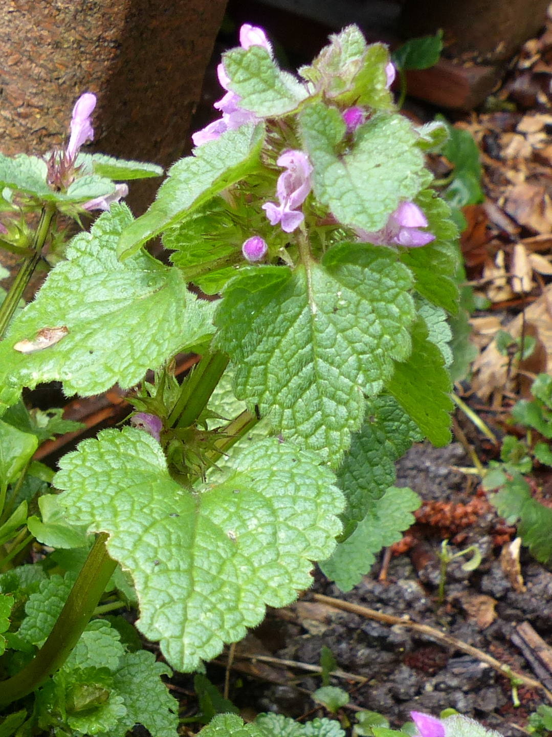 Annexe aP1400466_plante.JPG