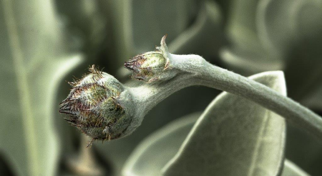 Annexe Paparazzi 1.jpg