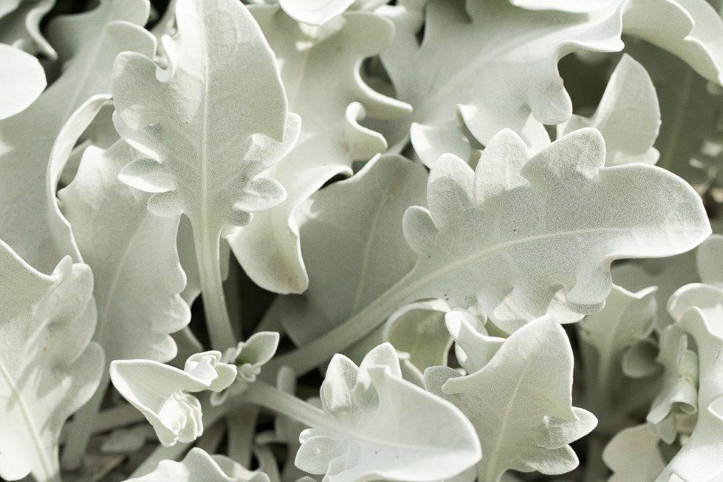 Annexe Paparazzi 2.jpg