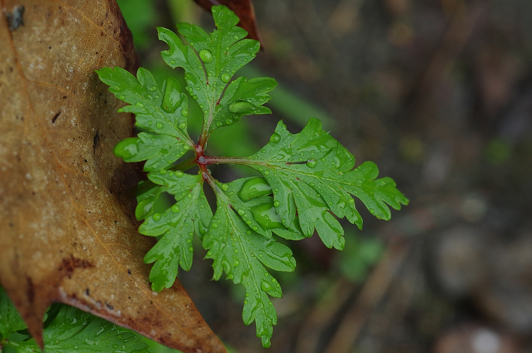 Annexe IMGP3737_16228_20150424-1.jpg