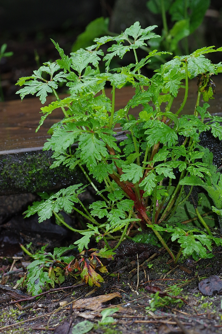 Annexe IMGP3738_16229_20150424-1.jpg