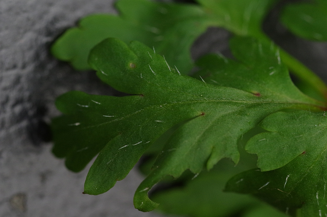 Annexe IMGP3748_16239_20150424-1.jpg