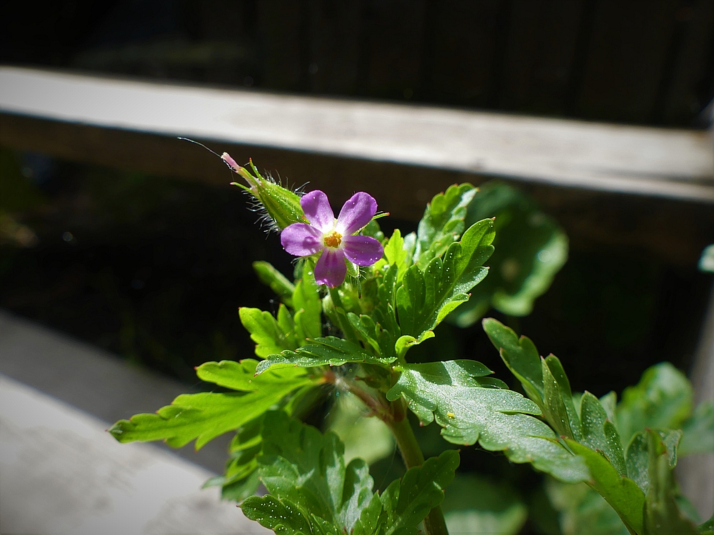 Annexe P1040343_17050_20150424-3.jpg