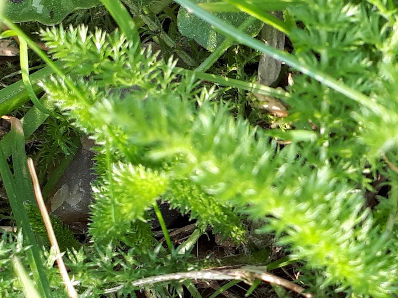 Annexe 20180325_171816.jpg