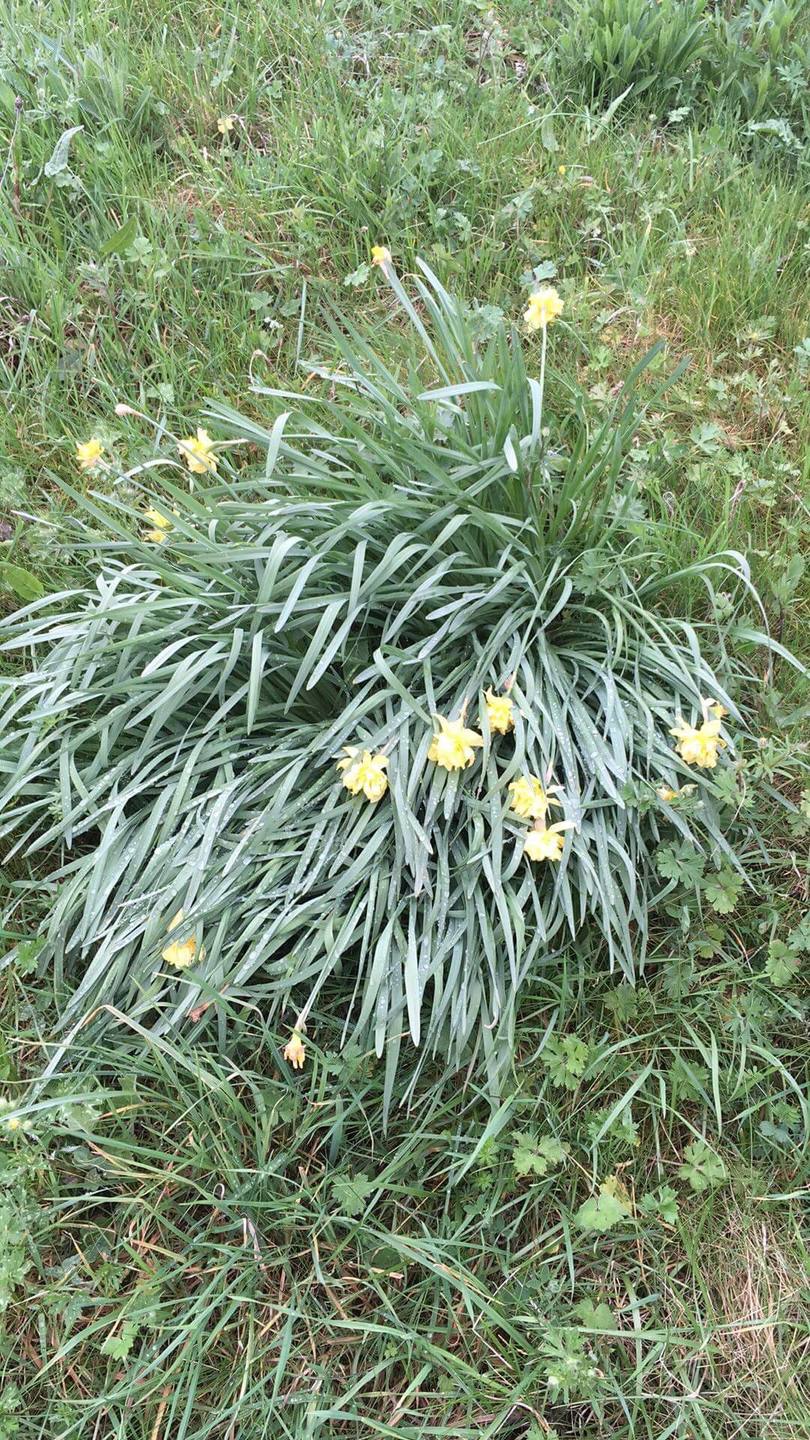 Annexe 86E9462E-A06E-47A3-8BA5-040BE3690420.jpeg