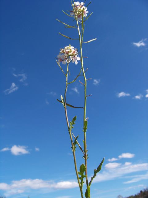 Annexe 100_9564 (1).jpg