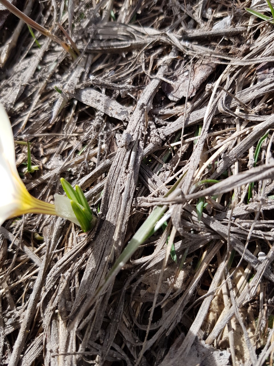 Annexe feuille base.jpg