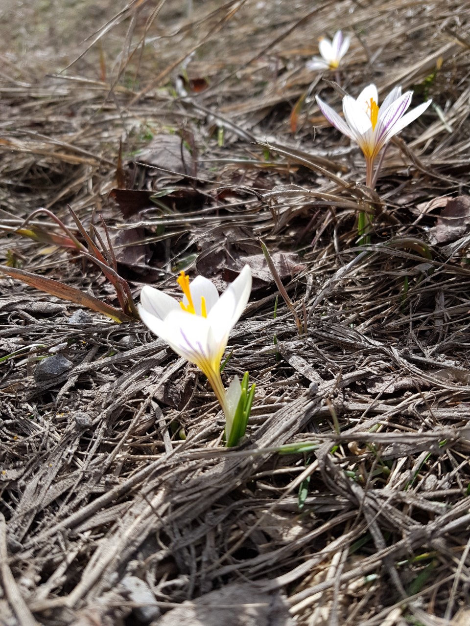 Annexe fleur entière.jpg