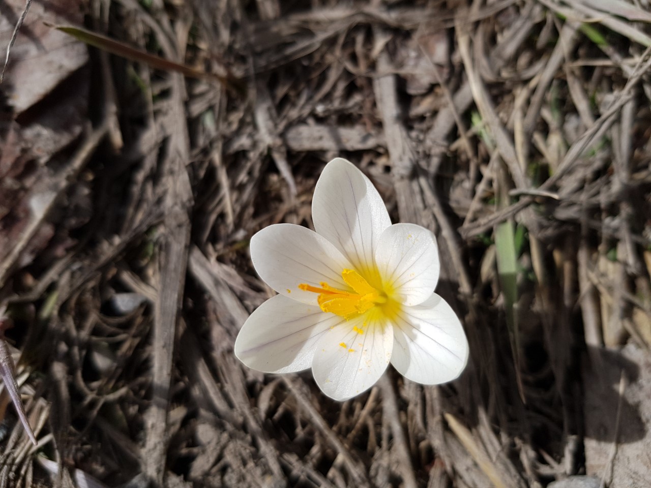 Annexe vue de dessus.jpg
