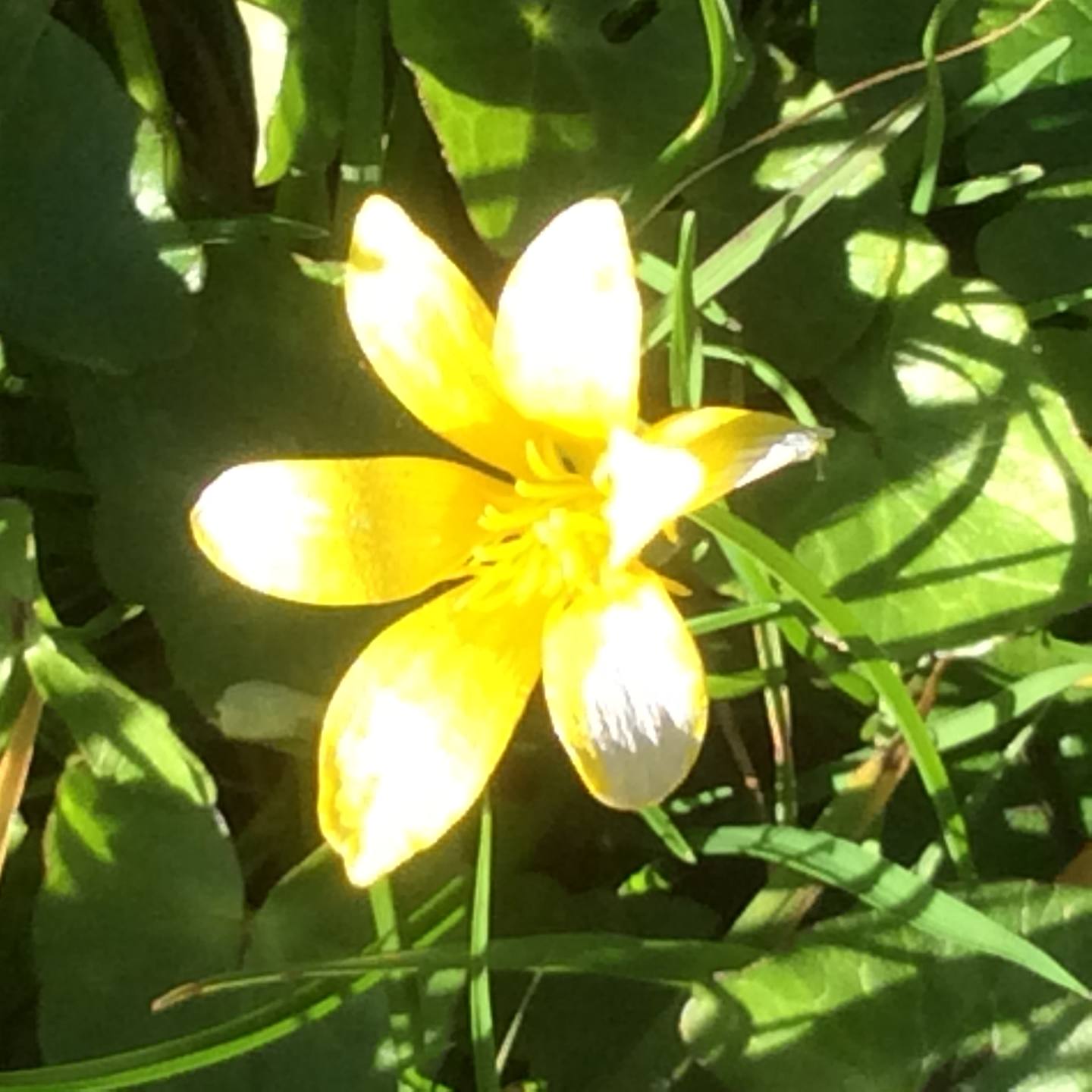 Annexe 34702CB3-5508-4528-B083-AB83CCE3AAB4.jpeg