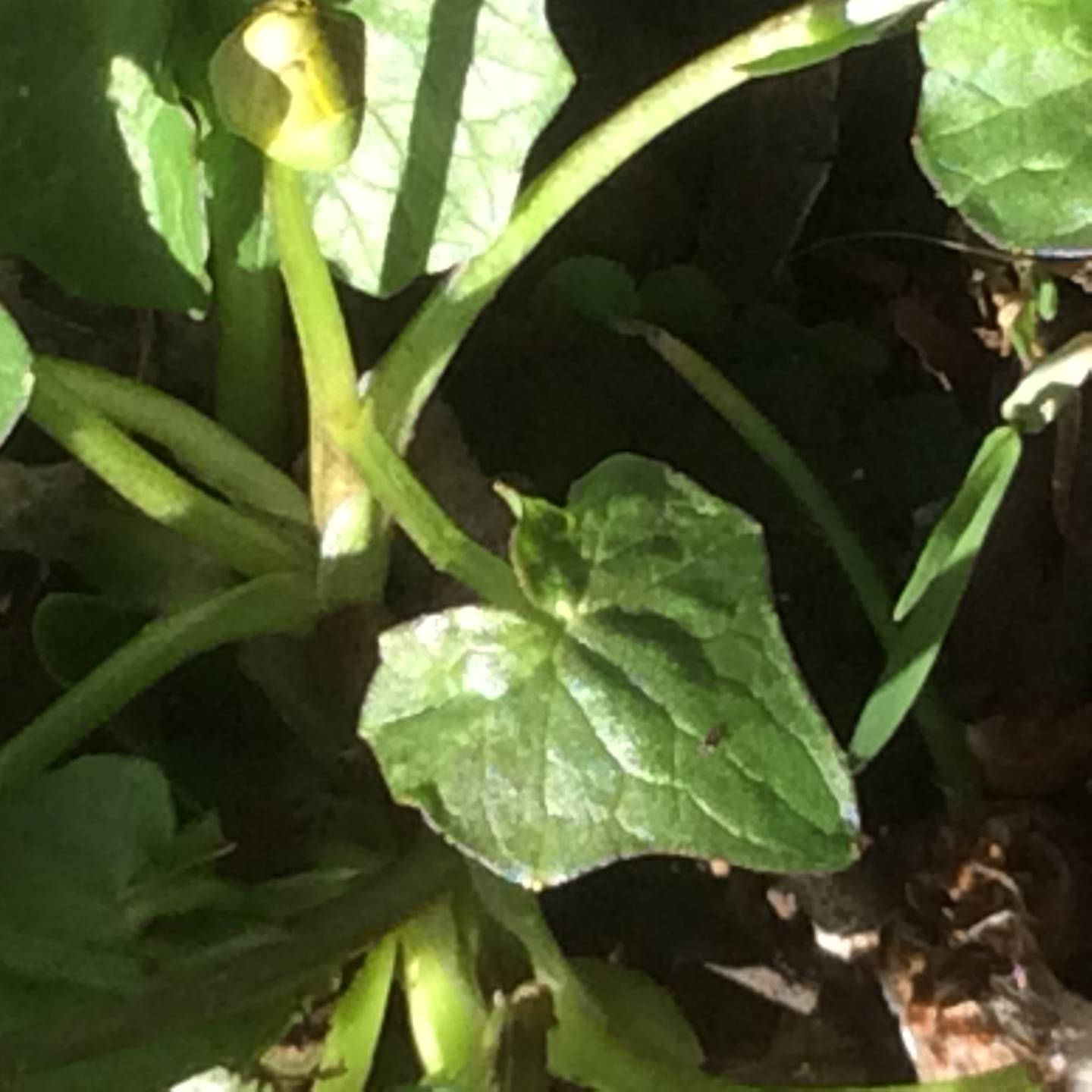 Annexe B3702FF6-D5B6-4CAD-8B39-EA7FA08A67FD.jpeg