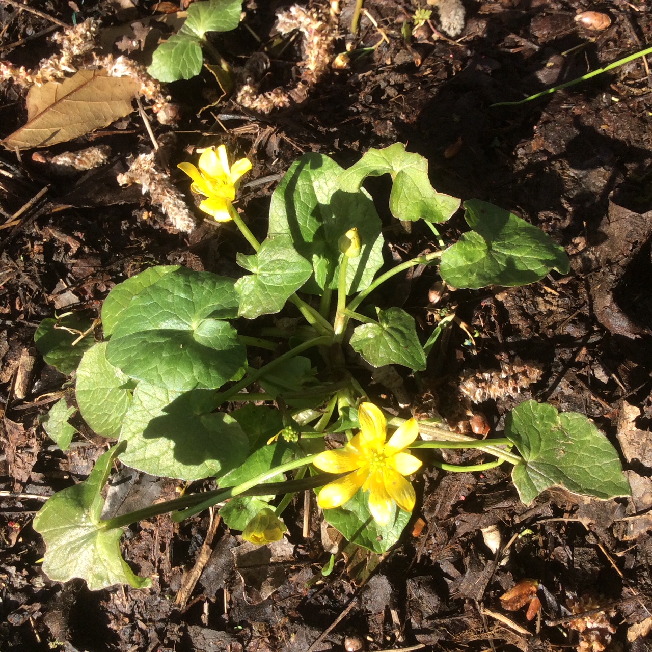 Annexe C75C593A-E92F-43B9-81AE-9A93381240D4.jpeg