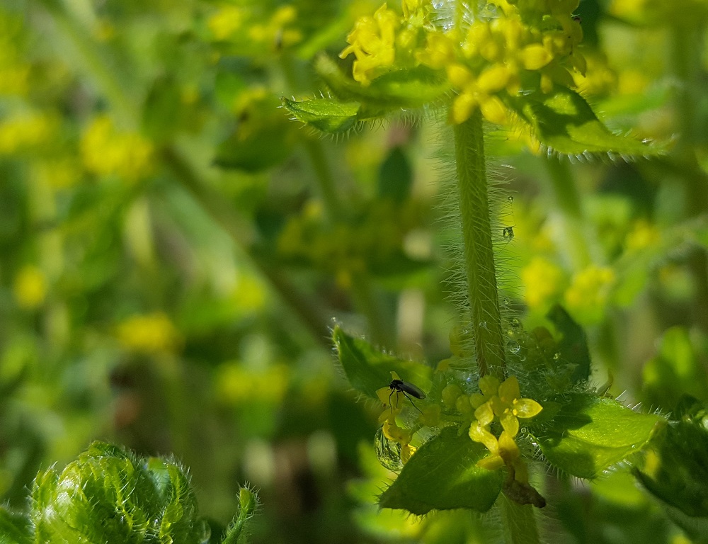 Annexe Macro gaillet.jpg