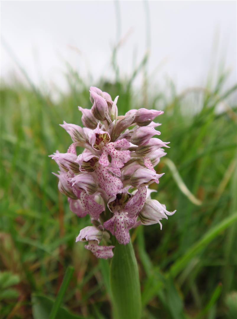 Annexe IMG_0591cc.JPG