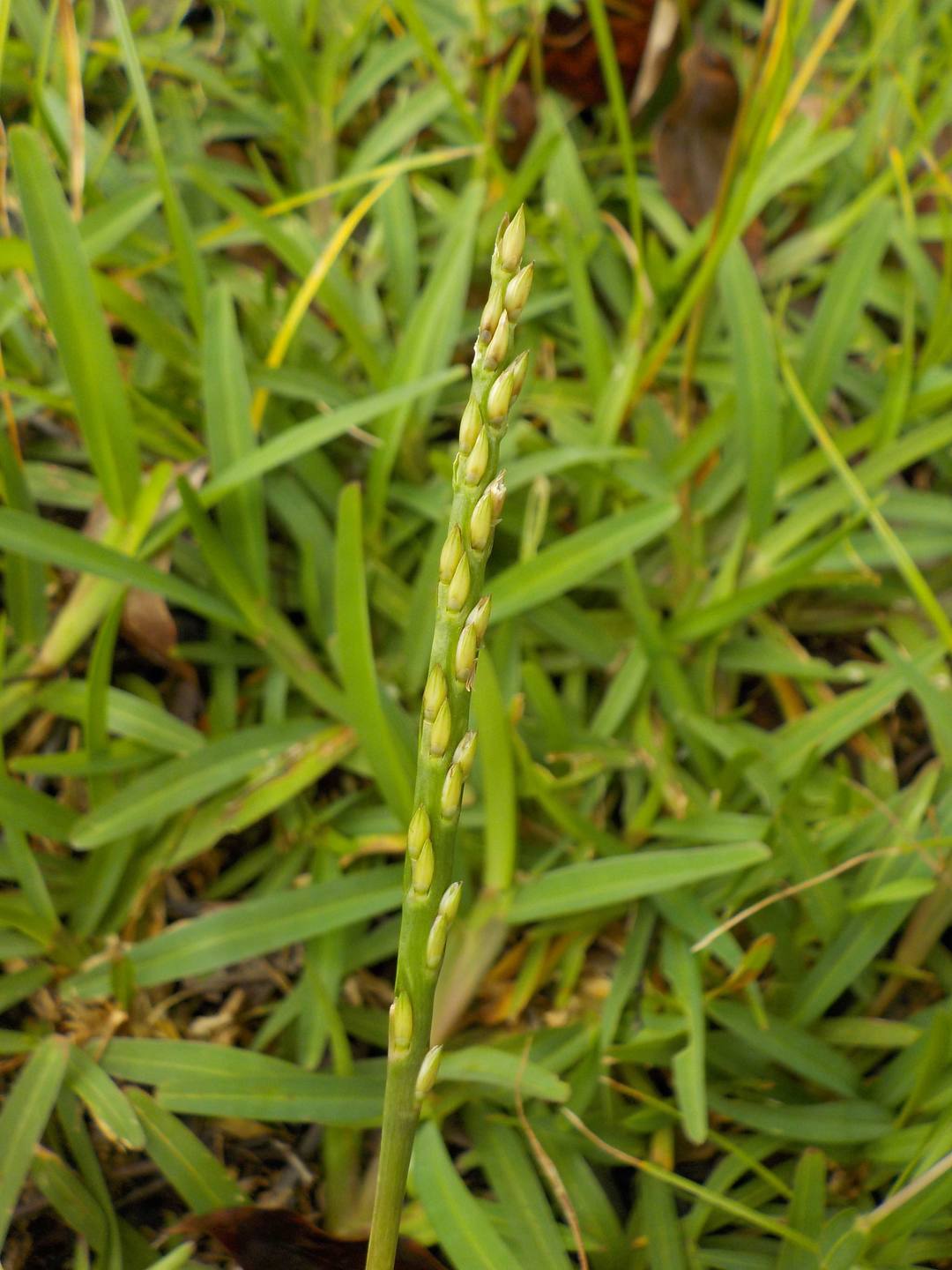 Annexe buffalo_001inflorescence .JPG