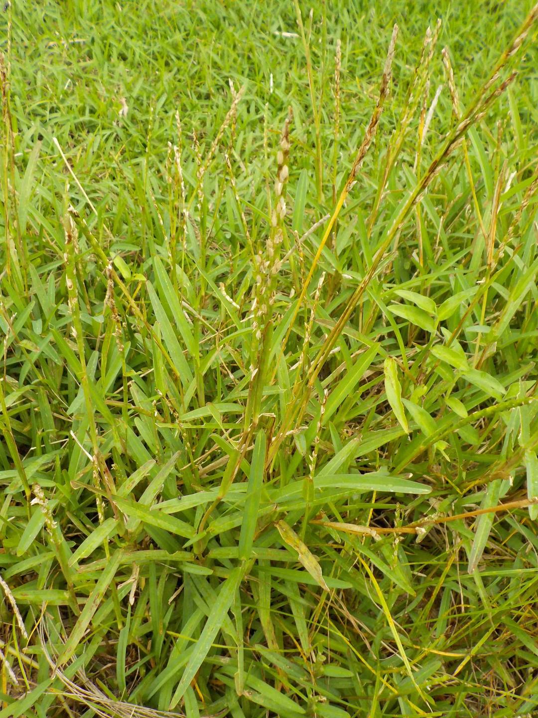 Annexe buffalo_entière.JPG