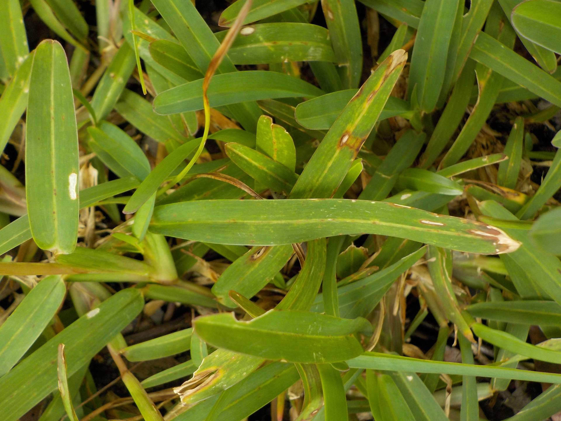 Annexe buffalo_feuille.JPG