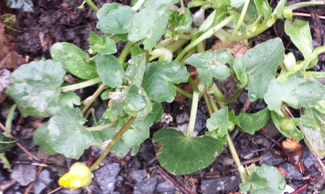 Annexe TUSSILLAGE (1).jpg