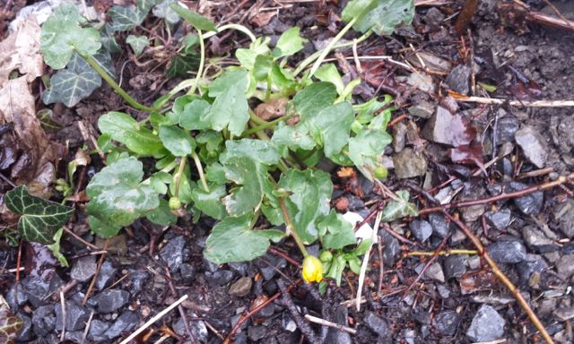 Annexe TUSSILLAGE.jpg