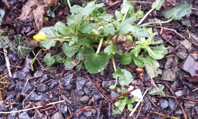 Annexe tussilage2.jpg