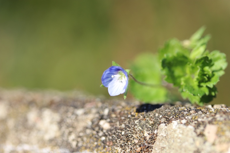 Annexe Veronica persica IMG_0547.JPG