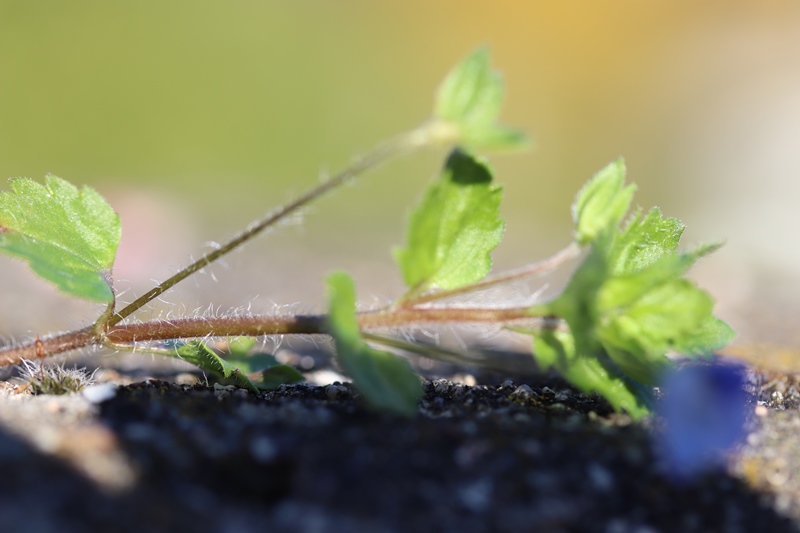 Annexe Veronica persica IMG_0549.JPG