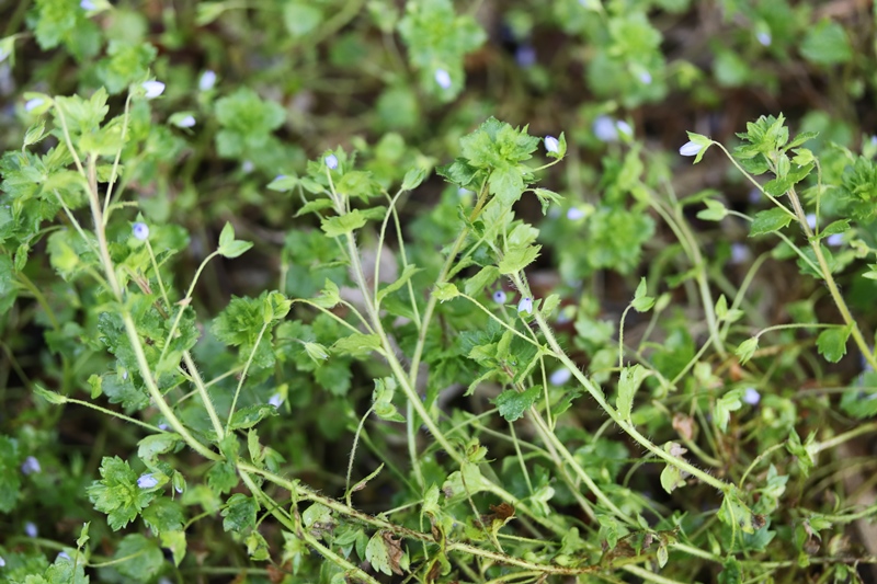 Annexe Veronica persica IMG_0557.JPG