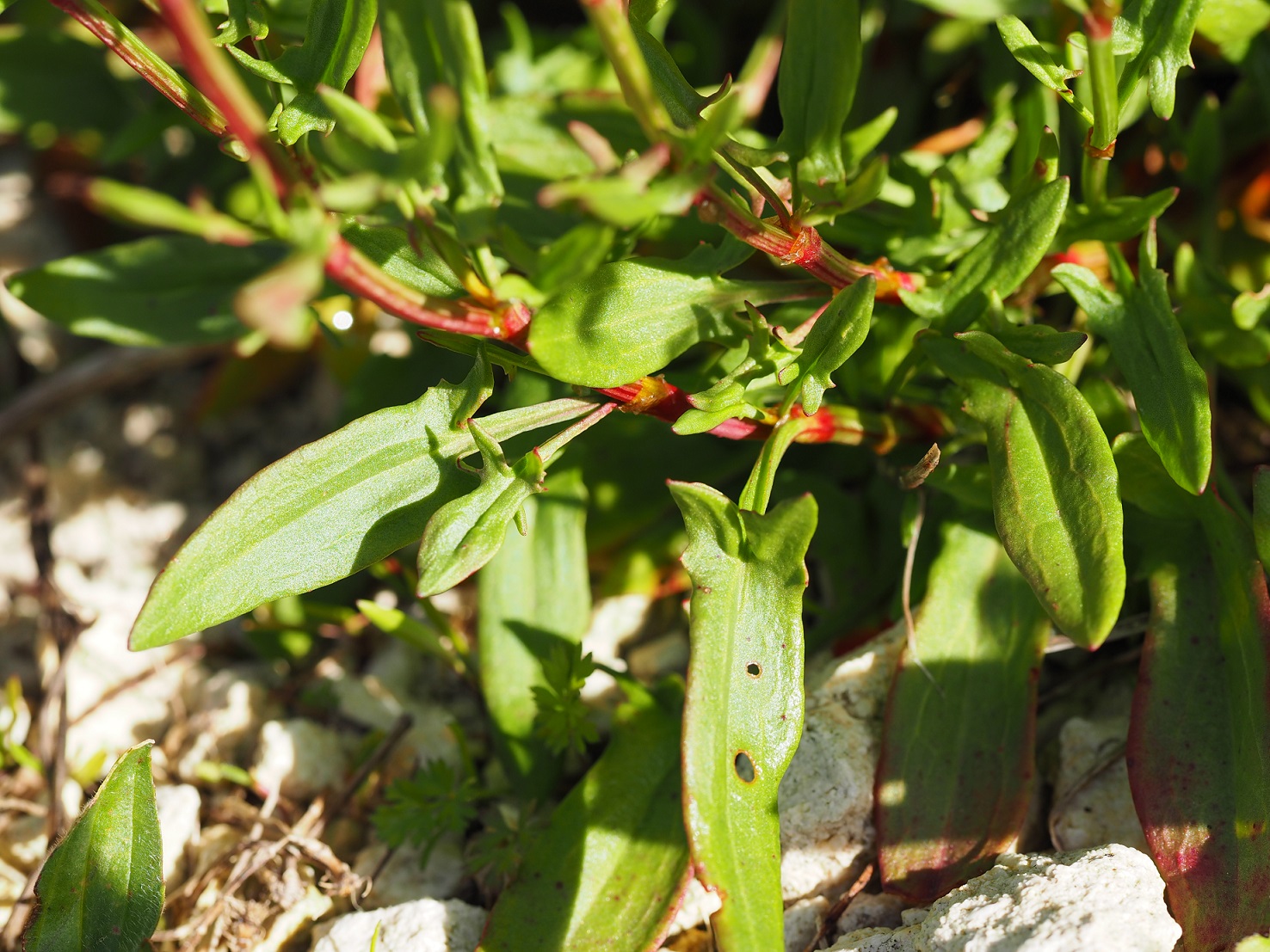 Annexe Feuilles de la base.jpg