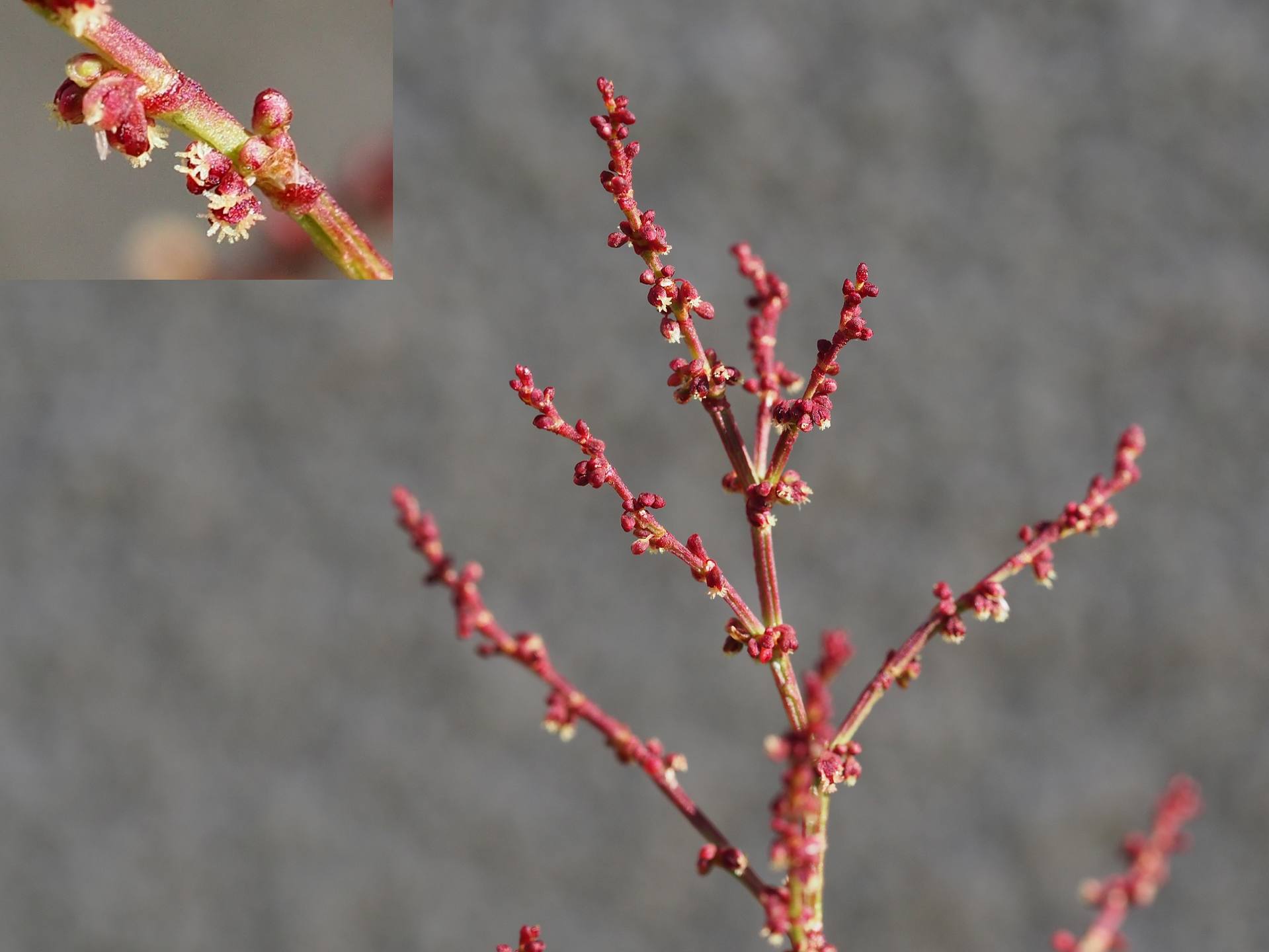 Annexe Inflorescence et fleur.jpg