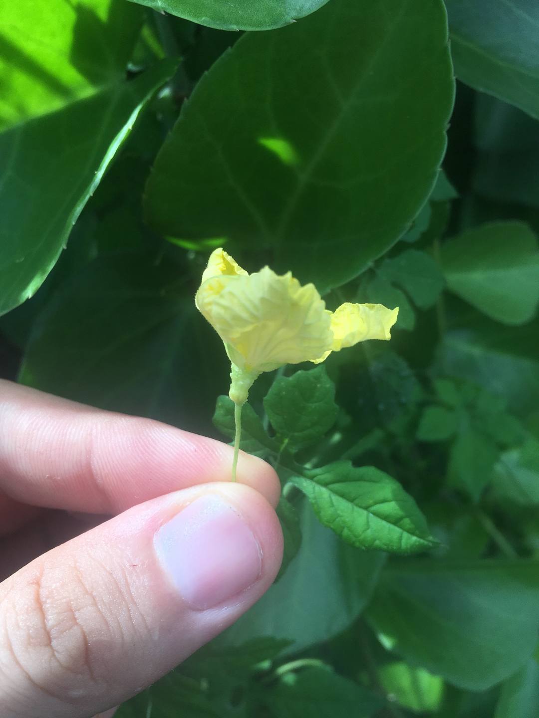 Annexe IMG_3167-min.JPG