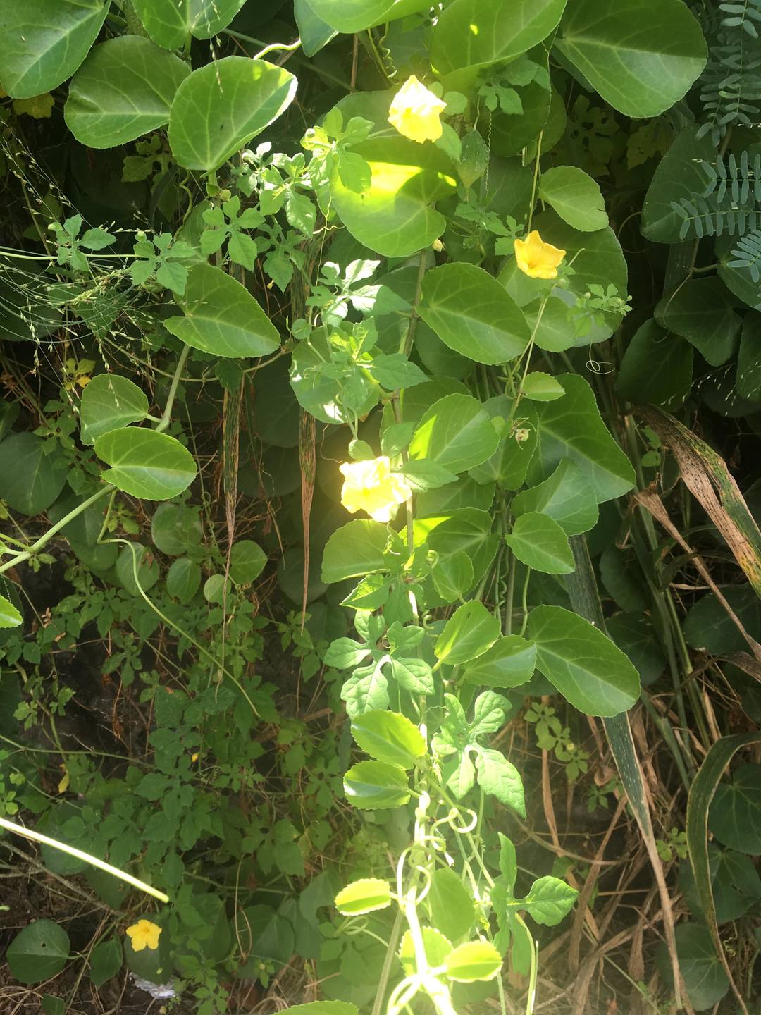 Annexe IMG_3169-min.JPG