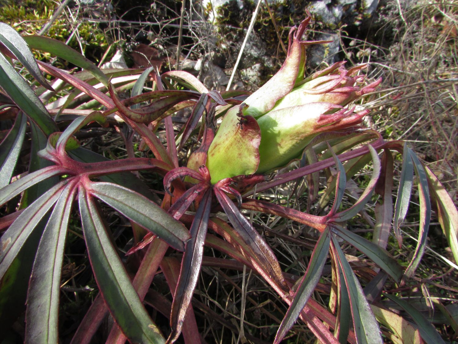 Annexe Hellébore fétide (2)Redim.jpg