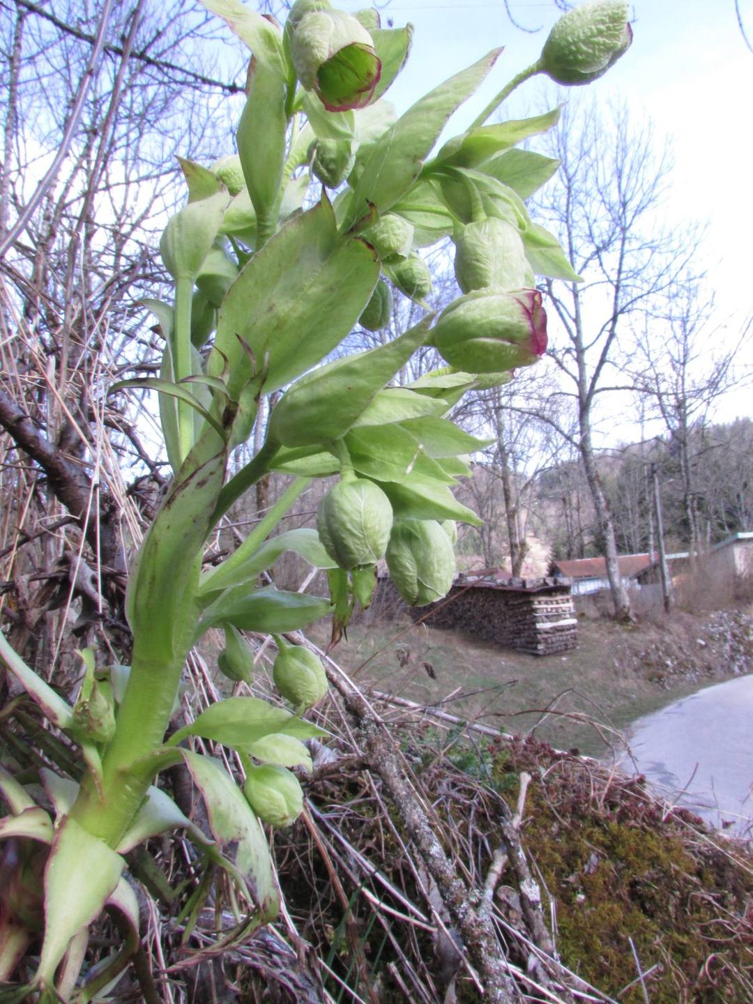 Annexe Hellébore fétide (3)Redim.jpg