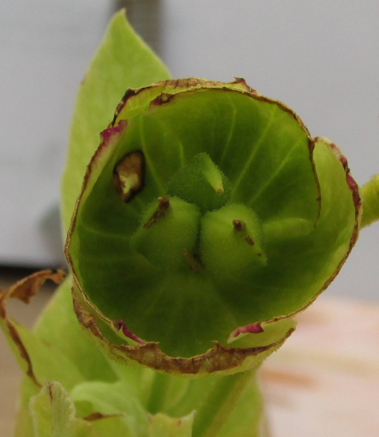 Annexe Hellébore fétide (4)Redim.JPG