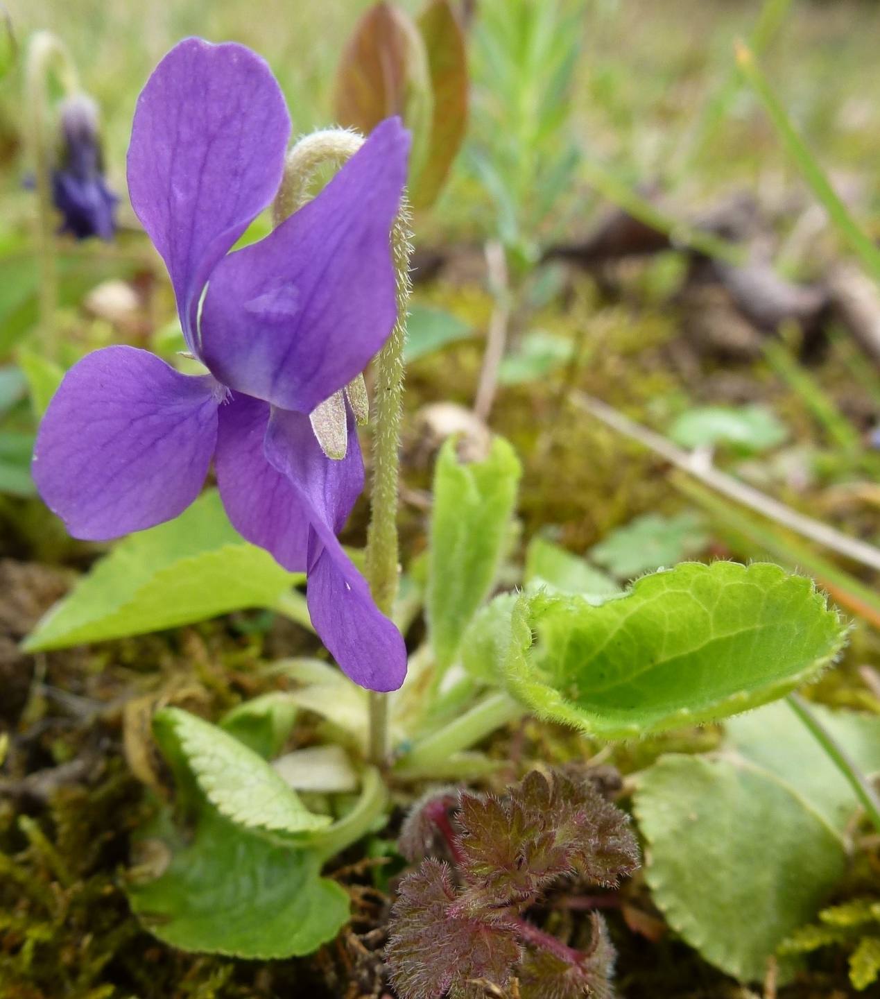 Annexe P1100847 recadré.jpg