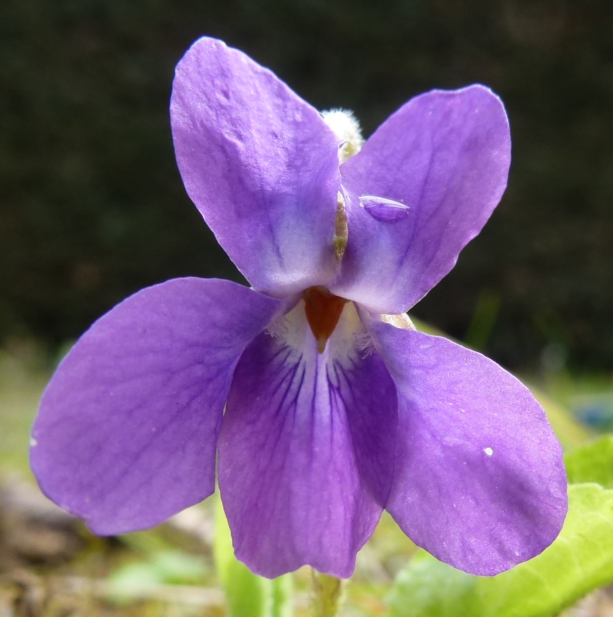 Annexe P1100850 recadré.jpg