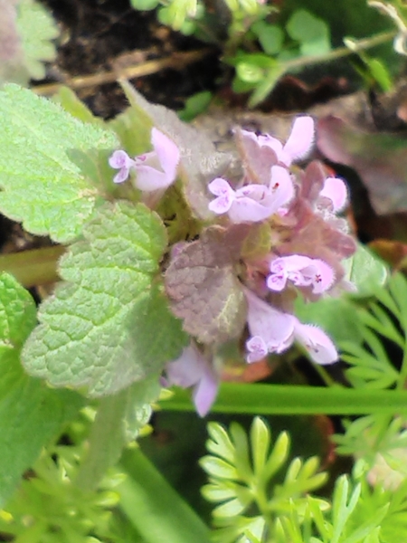 Annexe IMG_20180329_115734p.jpg