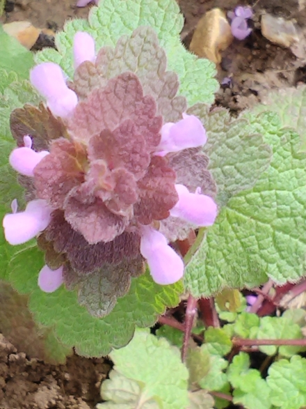 Annexe IMG_20180329_115802p.jpg