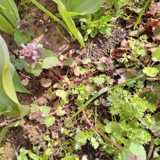 Annexe IMG_20180329_115940p.jpg